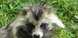 Mamifere carnivore din țara noastră - Enotul (Nyctereutes procyonoides), bursucul cu barbă