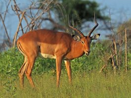 Mamifere copitate, află totul despre Impala (Aepyceros melampus)