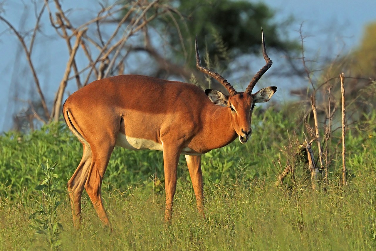 Mamifere copitate, află totul despre Impala (Aepyceros melampus)