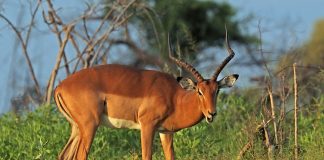 Mamifere copitate, află totul despre Impala (Aepyceros melampus)
