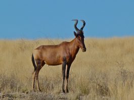 Mamifere copitate din savana africană, antilopa Kongoni (Alcelaphus buselaphus)