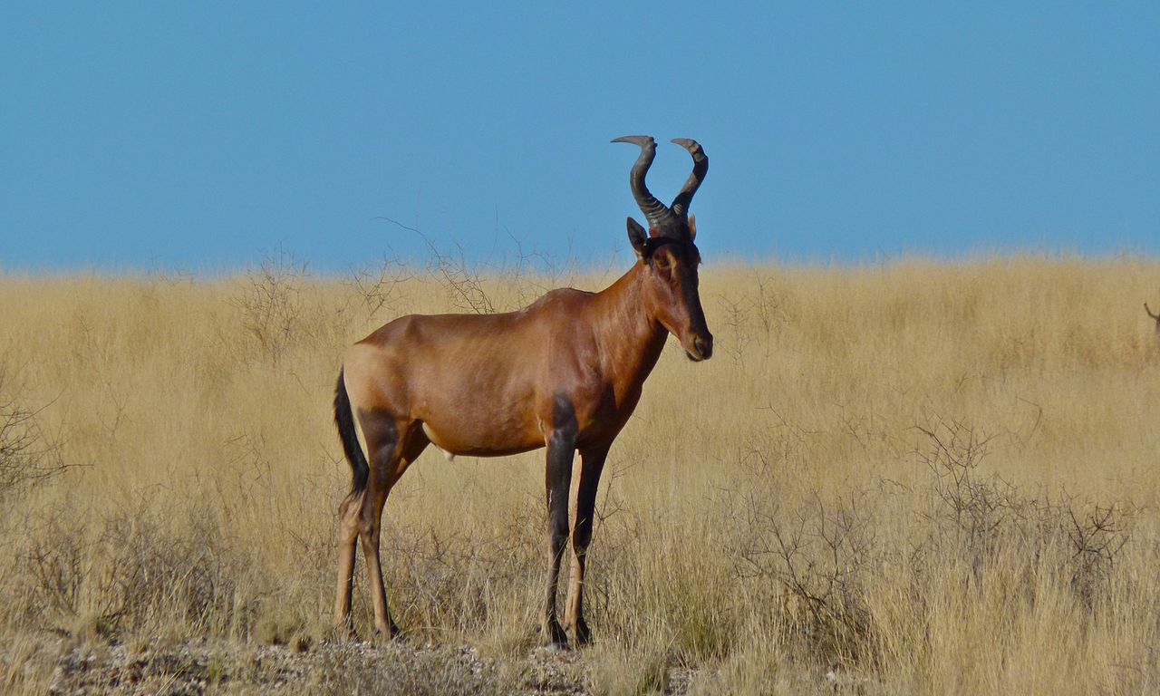 Mamifere copitate din savana africană, antilopa Kongoni (Alcelaphus buselaphus)