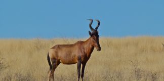 Mamifere copitate din savana africană, antilopa Kongoni (Alcelaphus buselaphus)