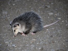 Mamifere marsupiale, oposumul comun (Didelphis virginiana)