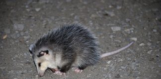 Mamifere marsupiale, oposumul comun (Didelphis virginiana)