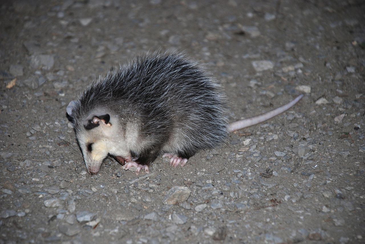 Mamifere marsupiale, oposumul comun (Didelphis virginiana)