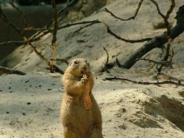 Marmota de America (Marmota monax), o specie de rozătoare cu un corp îndesat