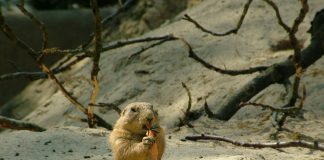 Marmota de America (Marmota monax), o specie de rozătoare cu un corp îndesat