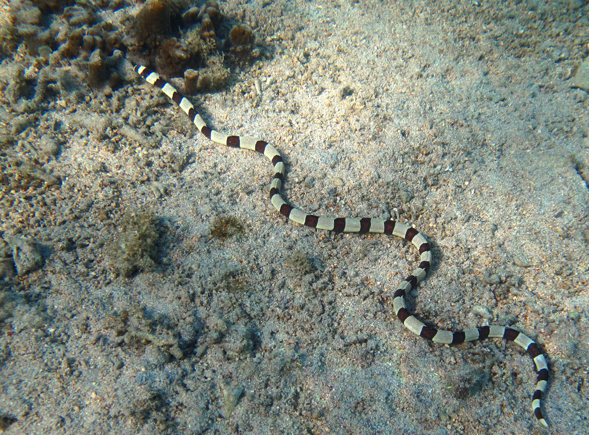 Murena-șarpe inelat (Myrichthys colubrinus), un pește răpitor