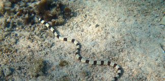 Murena-șarpe inelat (Myrichthys colubrinus), un pește răpitor