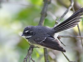 Muscarul cu coadă evantai din Noua Zeelanda (Rhipidura fuliginosa)