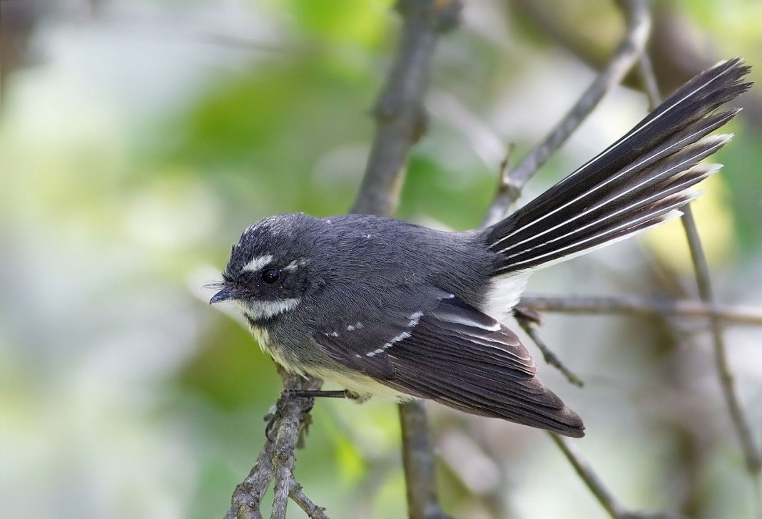Muscarul cu coadă evantai din Noua Zeelanda (Rhipidura fuliginosa)