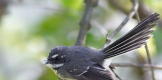 Muscarul cu coadă evantai din Noua Zeelanda (Rhipidura fuliginosa)