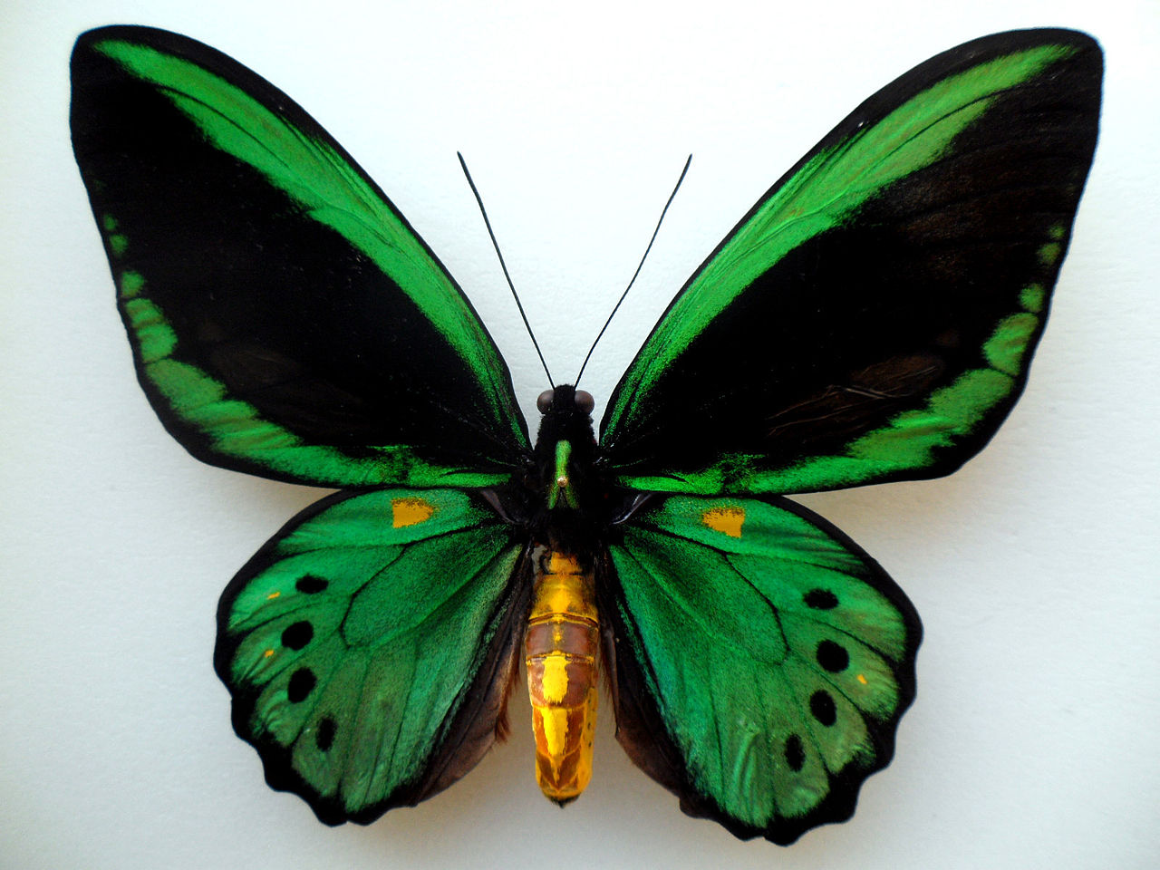 Ornithoptera Priamus