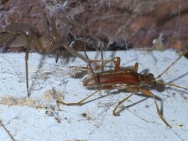 Păianjeni-crabi cu șase ochi, păianjenul pustnic maro (Loxoceles reclusa)