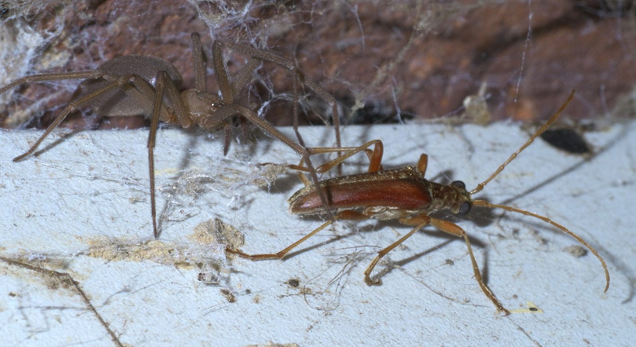 Păianjeni-crabi cu șase ochi, păianjenul pustnic maro (Loxoceles reclusa)