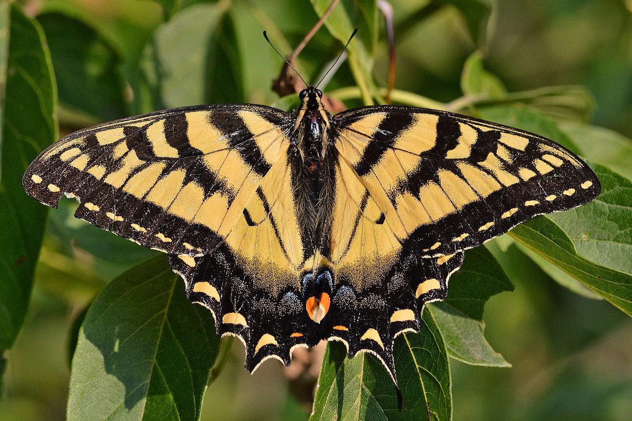 Papillio Glaucus