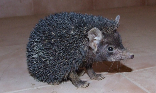 Ariciul indian (Paraechinus micropus), Foto: bvsnap.blogspot.ro