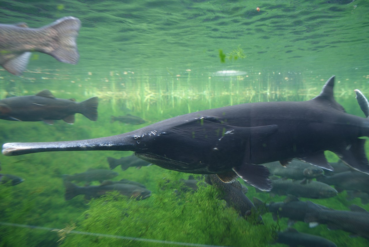 Peștele-spadă american