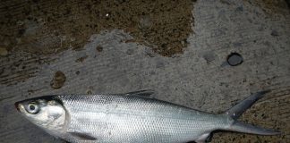 Peștele de lapte (Chanos chanos), află totul despre această specie