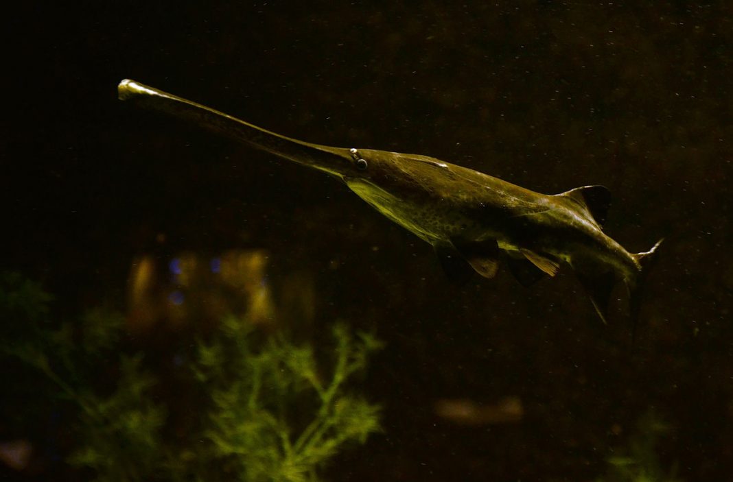 Peștele-spadă american (Polyodon spathula), un pește osos primitiv