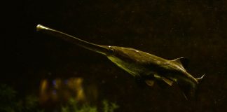 Peștele-spadă american (Polyodon spathula), un pește osos primitiv