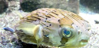 Pești sferici tropicali, peștele-arici (Diodon holocanthus)