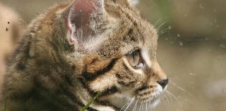 Pisica cu picioare negre (Felis nigripes), una dintre cele mai mici feline sălbatice