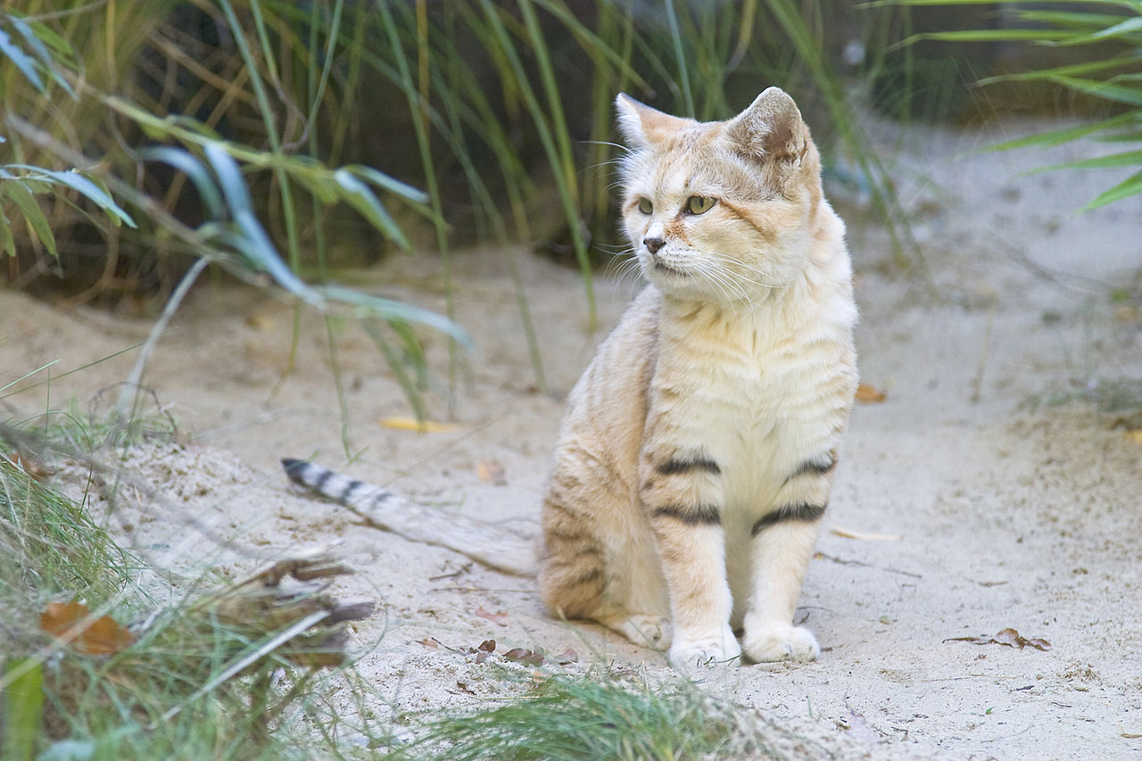 Pisica de nisip (Felis margarita), o felină din regiunile calde