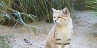 Pisica de nisip (Felis margarita), o felină din regiunile calde