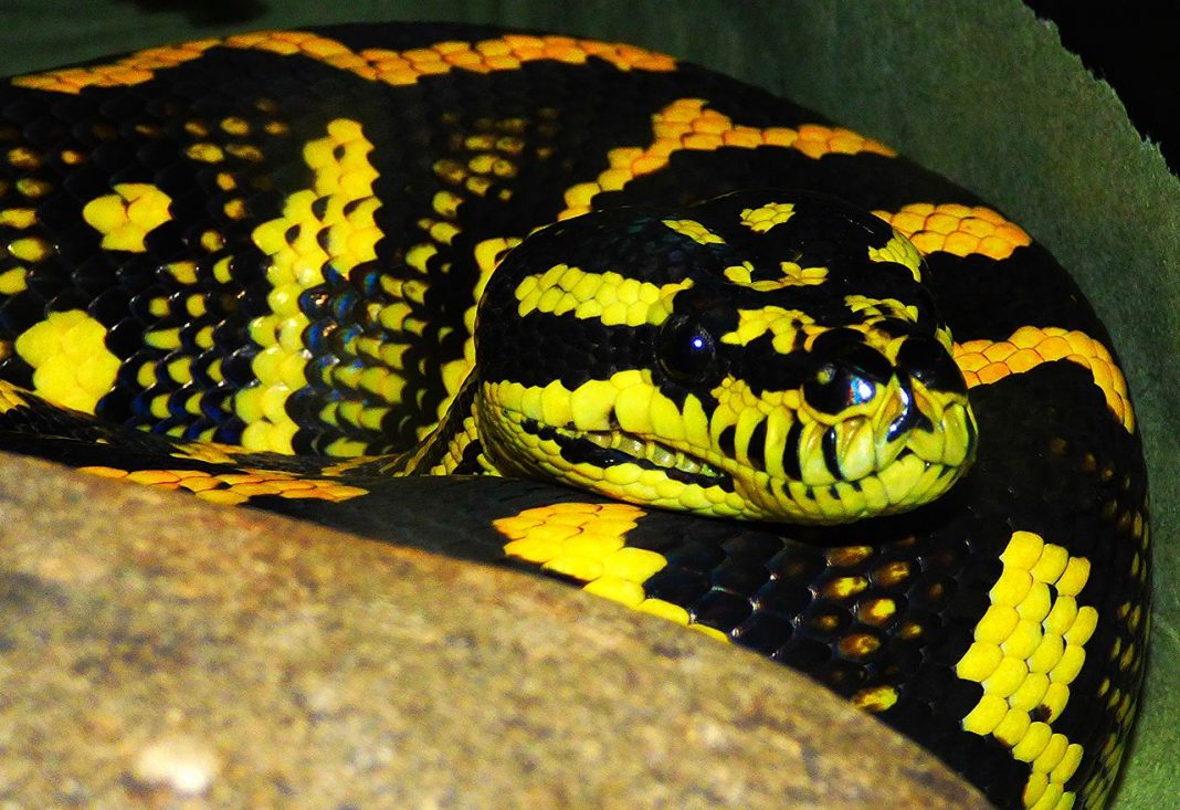 Pitonul-tapet (Morelia spilota), un șarpe uriaș Pitonul-tapet (Morelia spilota), un șarpe uriaș