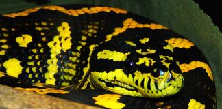 Pitonul-tapet (Morelia spilota), un șarpe uriaș