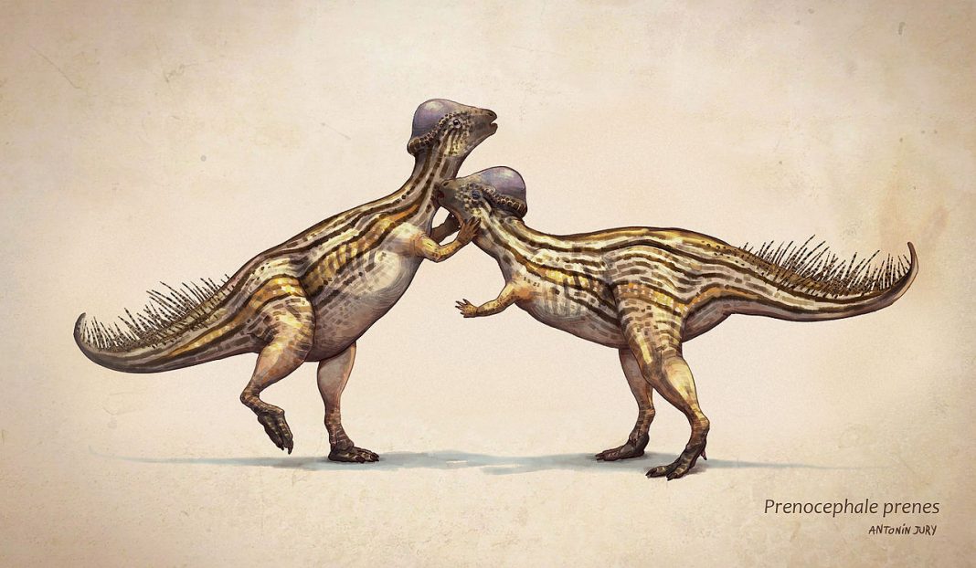 Prenocephale, dinozaurul descoperit în Mongolia