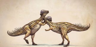 Prenocephale, dinozaurul descoperit în Mongolia