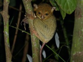 Prosimieni nocturni și insectivori, Tarsierul vestic (Tarsius bancanus)