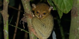 Prosimieni nocturni și insectivori, Tarsierul vestic (Tarsius bancanus)
