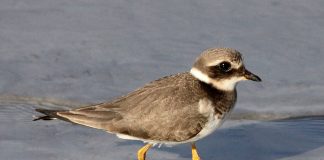 Prundărașul gulerat (Charadius hiaticula), o pasăre migratoare