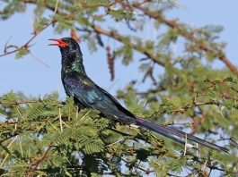 Pupăza verde de pădure (Phoeniculus purpureus), pasăre nemigratoare