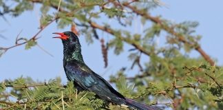 Pupăza verde de pădure (Phoeniculus purpureus), pasăre nemigratoare