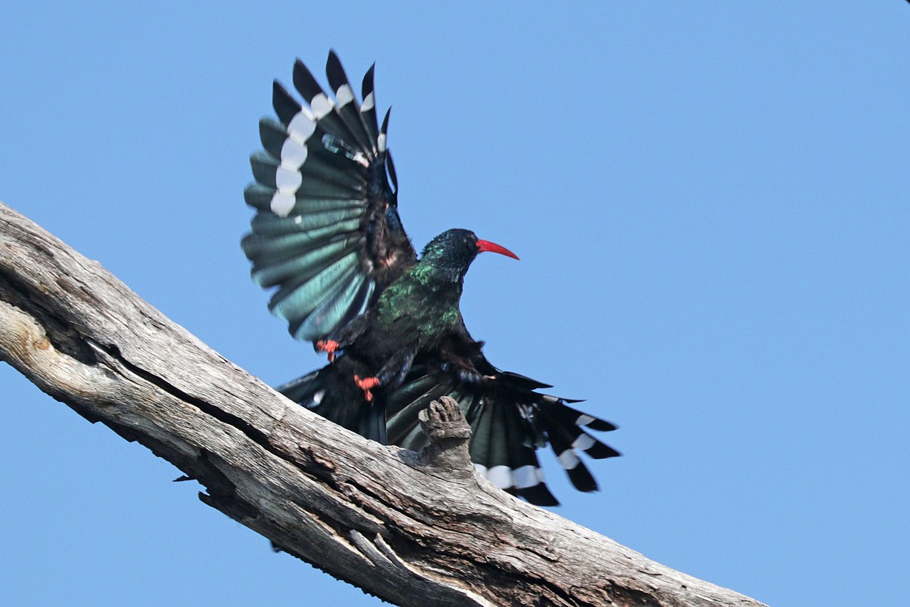 Pupăza verde de pădure