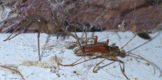 Păianjeni-crabi cu șase ochi, păianjenul pustnic maro (Loxoceles reclusa)