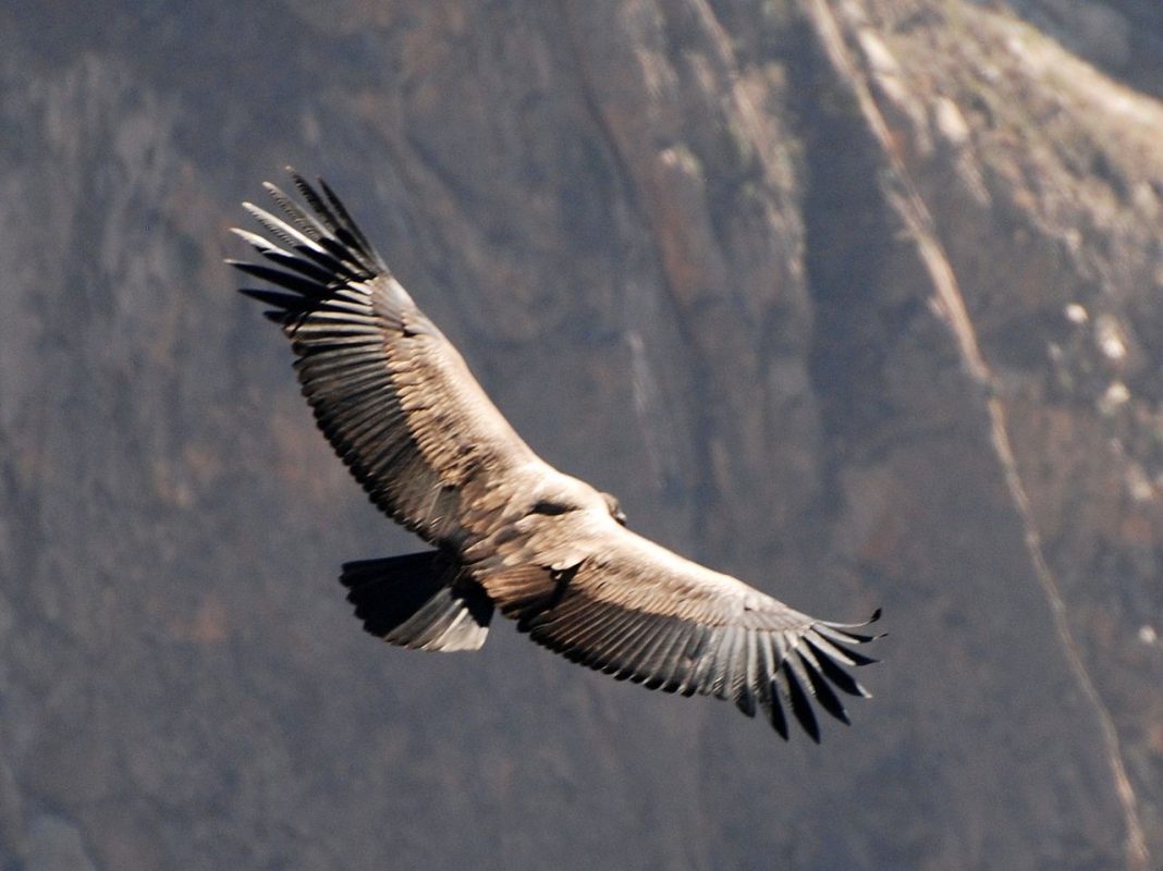 Păsări de pradă, condorul Anzilor (Vultur gryphus) Păsări de pradă, condorul Anzilor (Vultur gryphus)