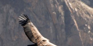 Păsări de pradă, condorul Anzilor (Vultur gryphus)