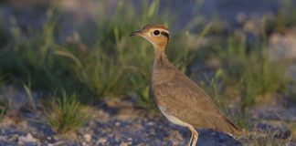 Păsări insectivore, ciovlica roșie (Cursorius rufus)