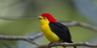 Păsări mici manikini, familia Pipridae din pădurile tropicale