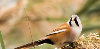 Păsările cioc de papagal trăiesc în stuful de la marginea lacurilor