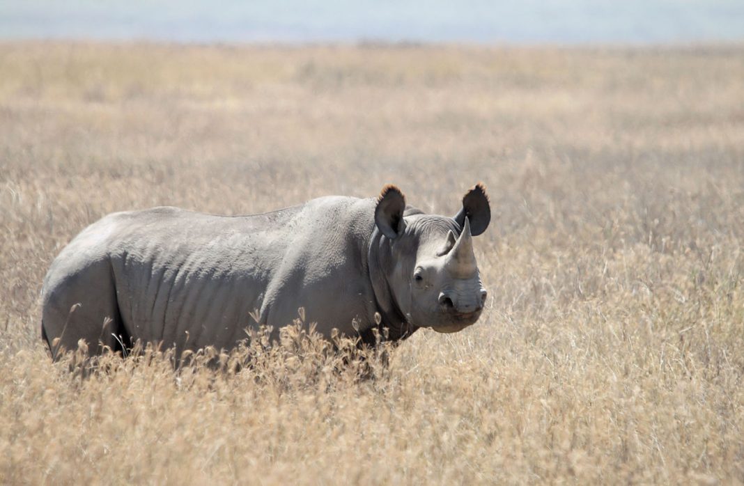 Animal Mare Negru Cu Coarne Originar Din Africa Animal Mare Negru Cu Coarne Originar Din Africa