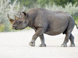 Rinocerul negru (Diceros bicornis) din Africa de Sud, un mamifer copitat