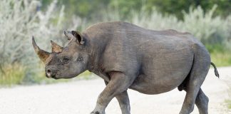 Rinocerul negru (Diceros bicornis) din Africa de Sud, un mamifer copitat