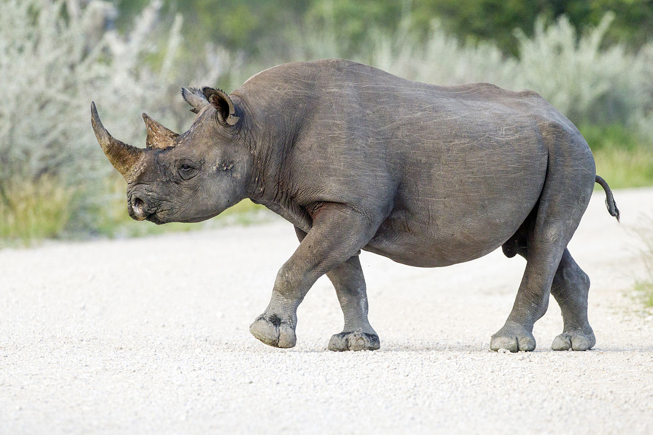 Rinocerul negru (Diceros bicornis) din Africa de Sud, un mamifer copitat